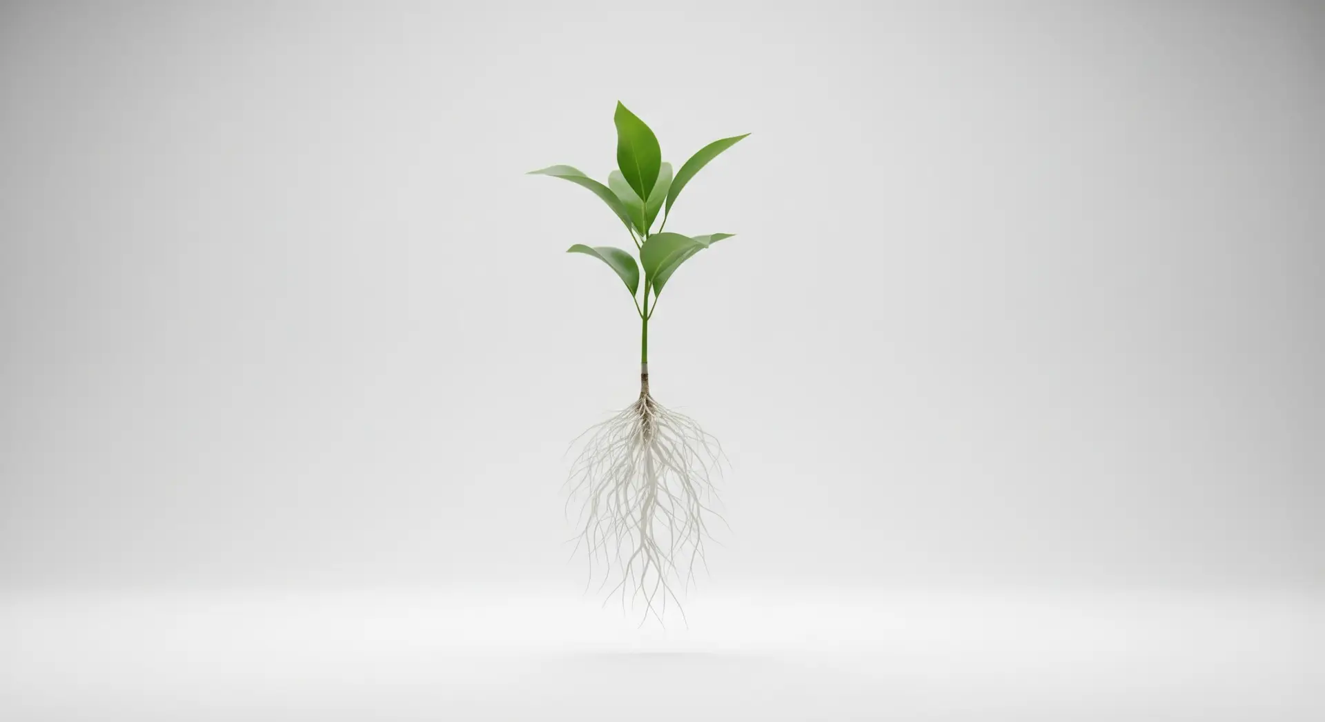 plant with roots - DvelopNET 1920 785